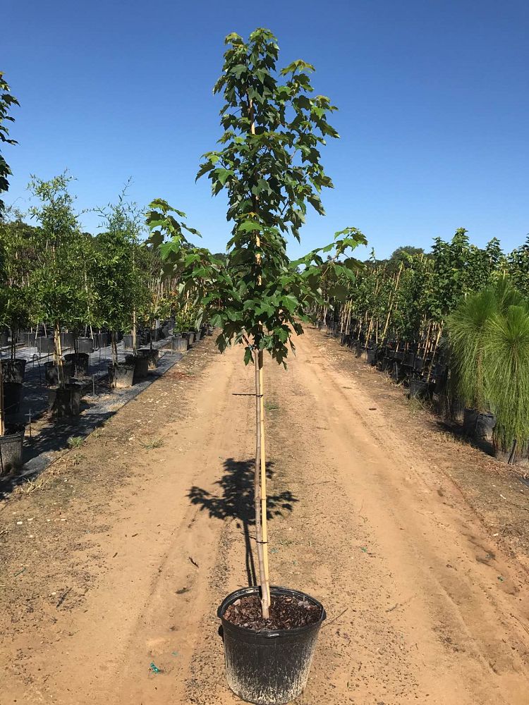 acer-rubrum-october-glory-red-maple-pni-0268