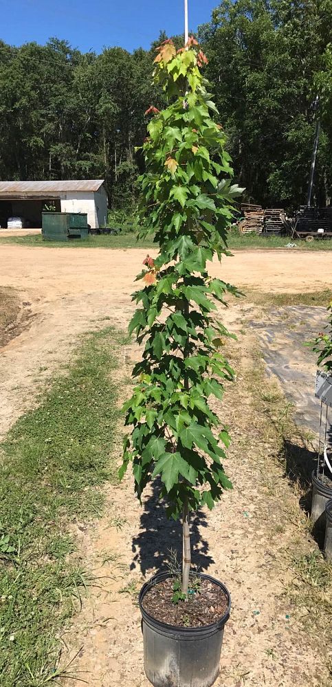 acer-rubrum-october-glory-red-maple-pni-0268