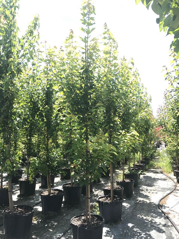 acer-rubrum-october-glory-red-maple-pni-0268