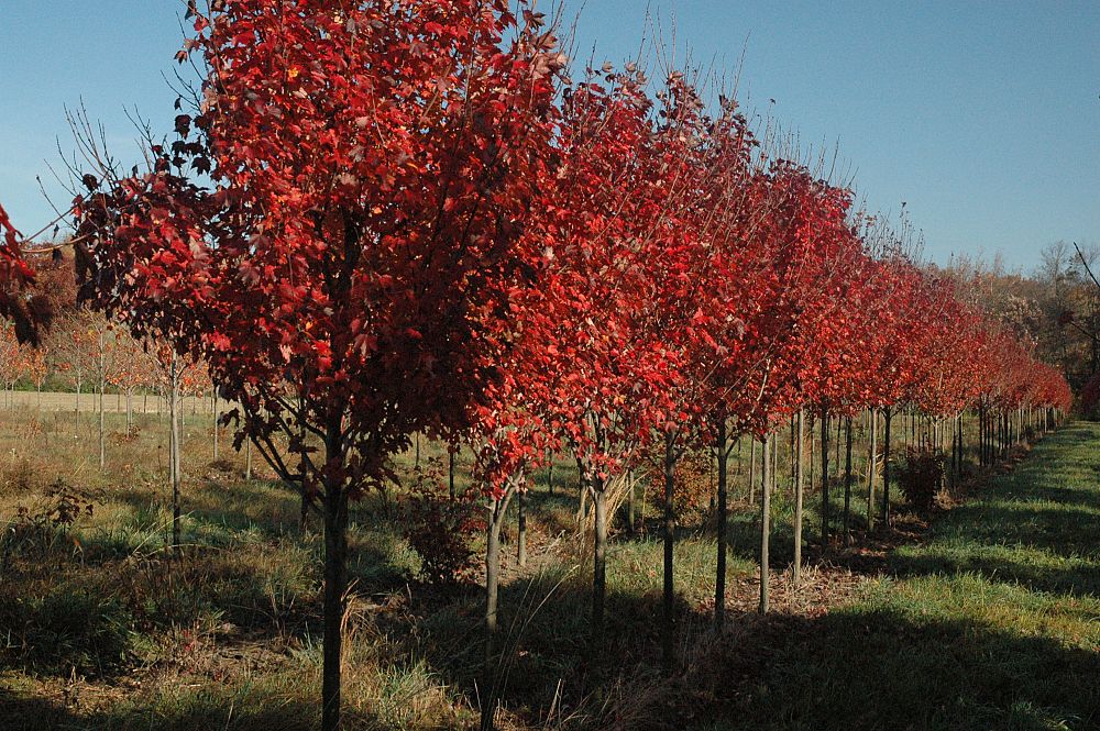 acer-rubrum-october-glory-red-maple-pni-0268
