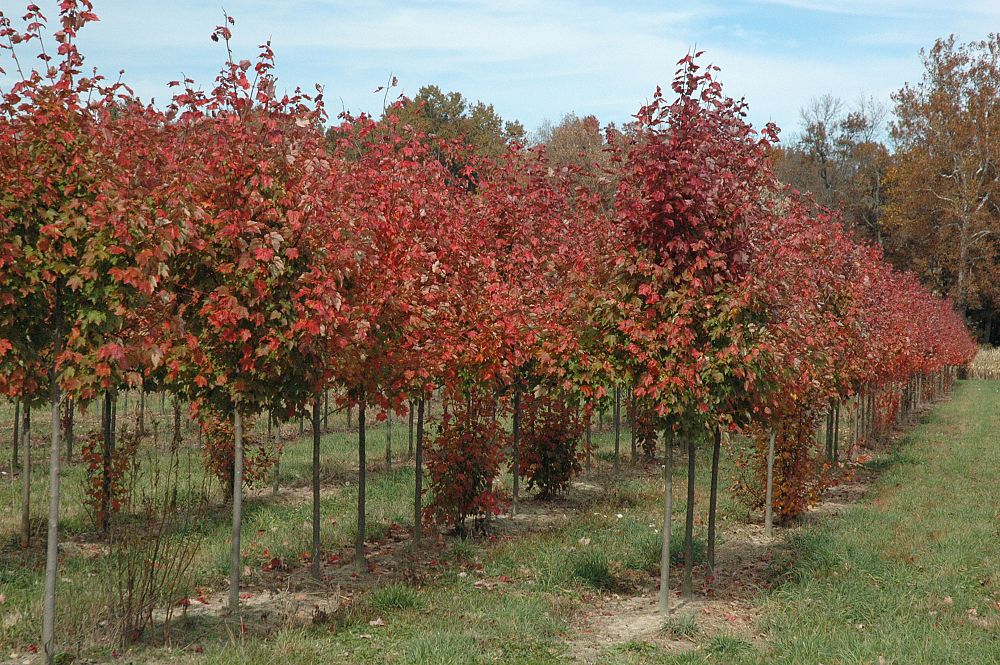 acer-rubrum-october-glory-red-maple-pni-0268