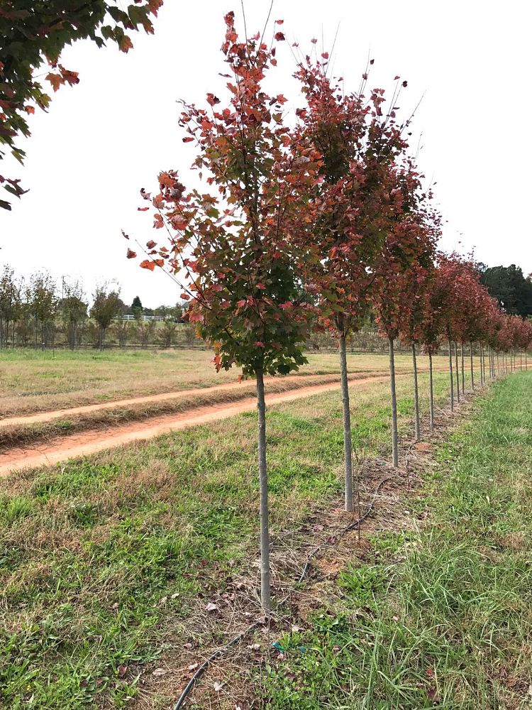 acer-rubrum-october-glory-red-maple-pni-0268