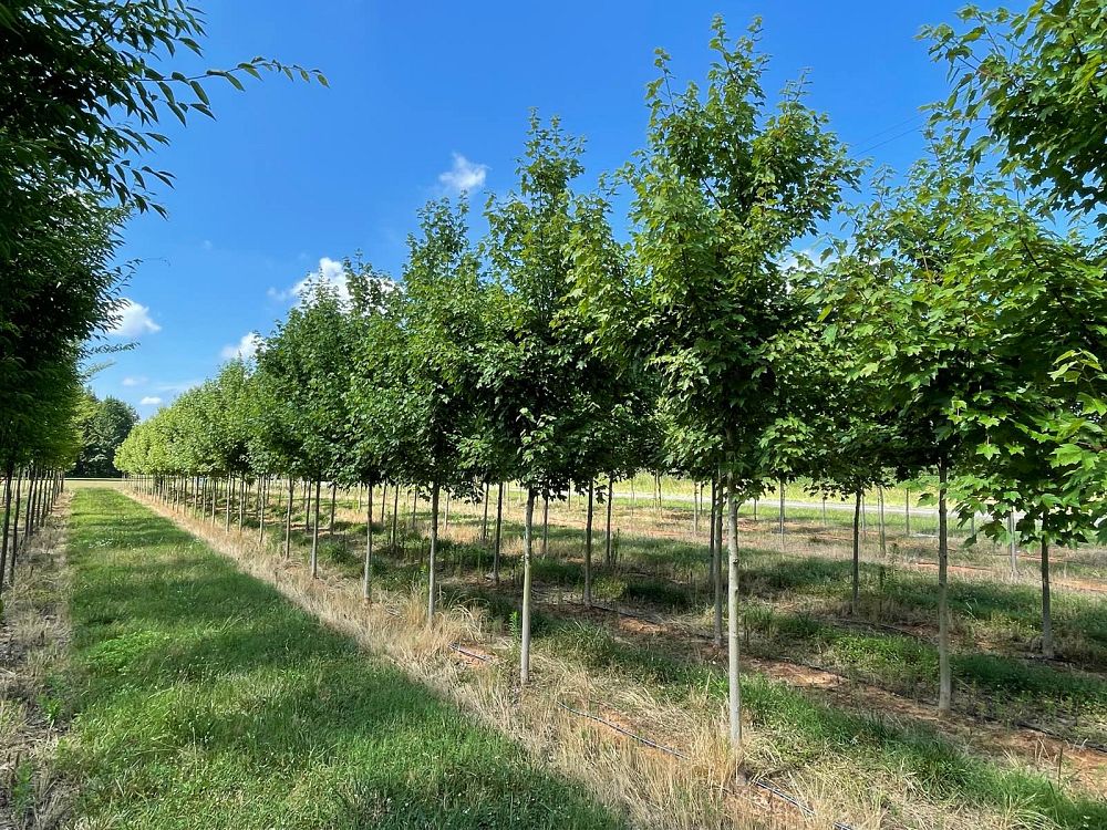 acer-rubrum-october-glory-red-maple-pni-0268