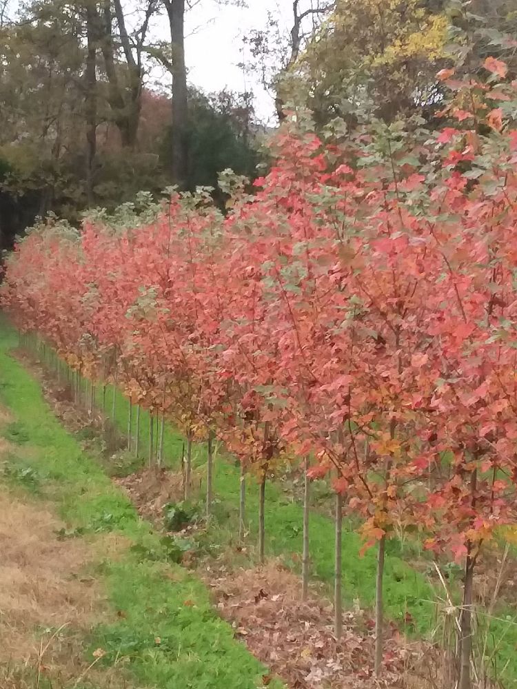 acer-rubrum-october-glory-red-maple-pni-0268