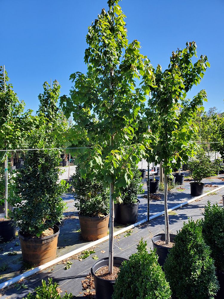 acer-rubrum-october-glory-red-maple-pni-0268
