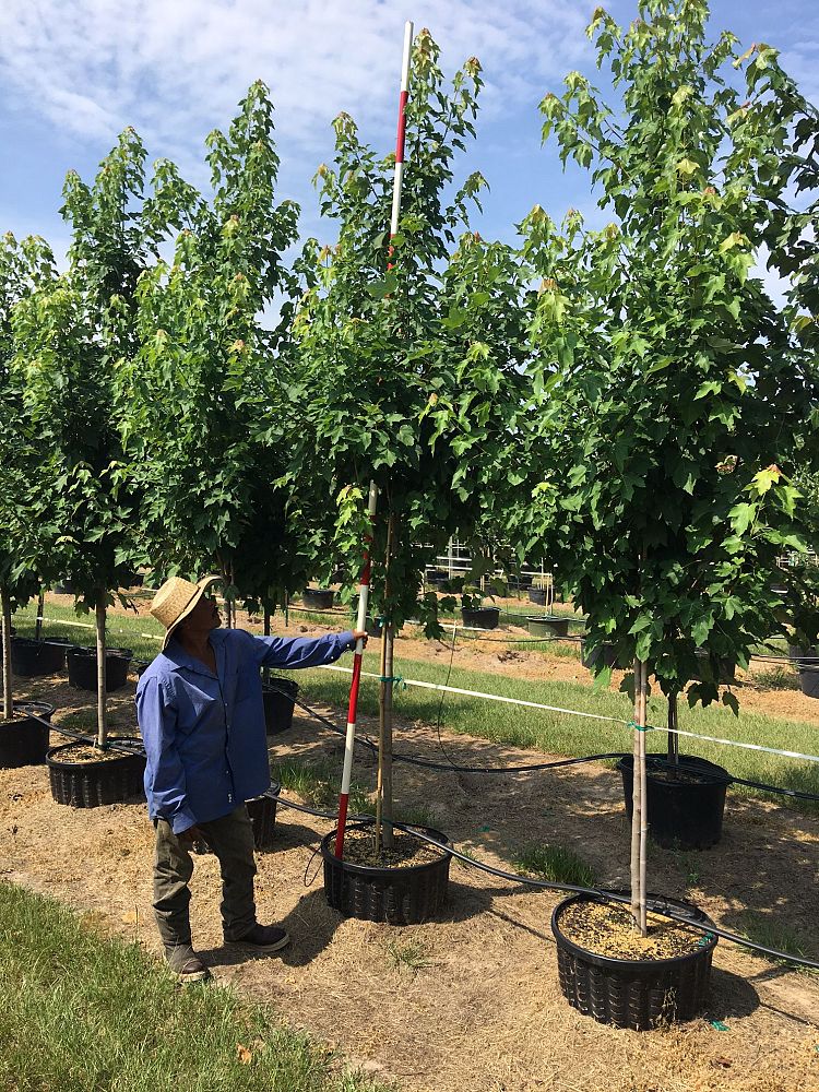 acer-rubrum-october-glory-red-maple-pni-0268