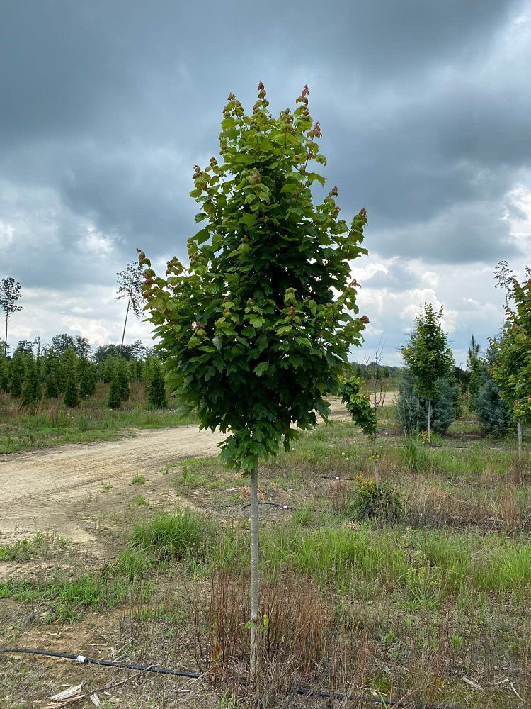 acer-rubrum-october-glory-red-maple-pni-0268