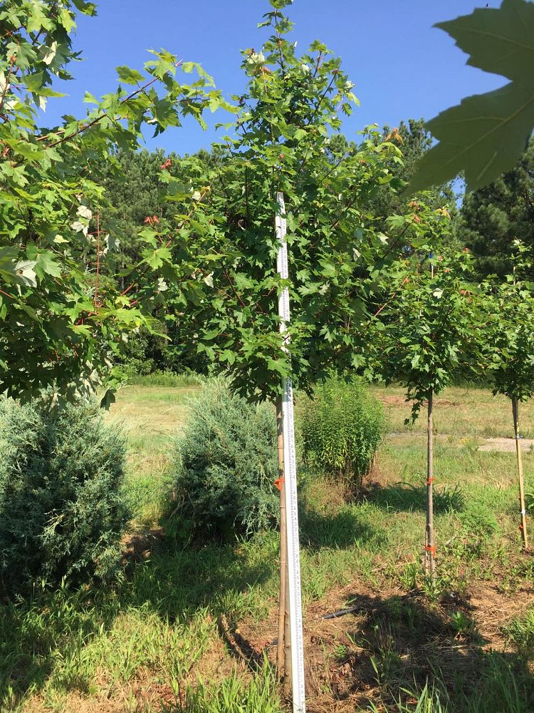 acer-rubrum-october-glory-red-maple-pni-0268