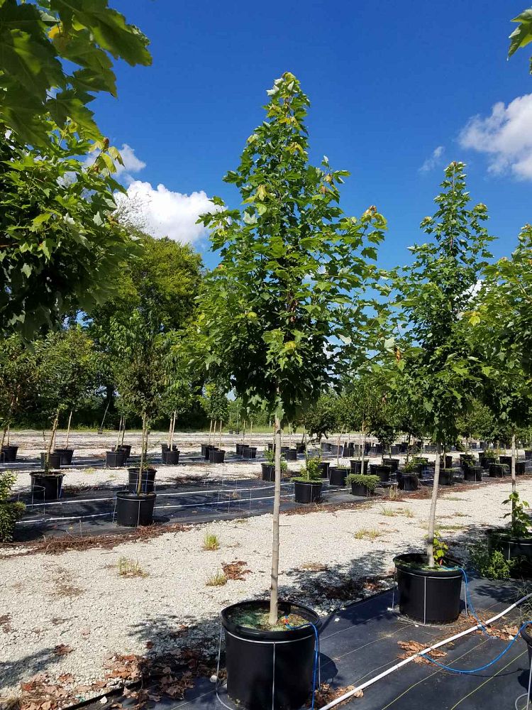 acer-rubrum-october-glory-red-maple-pni-0268