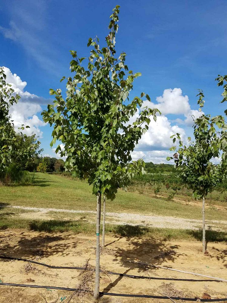 acer-rubrum-october-glory-red-maple-pni-0268