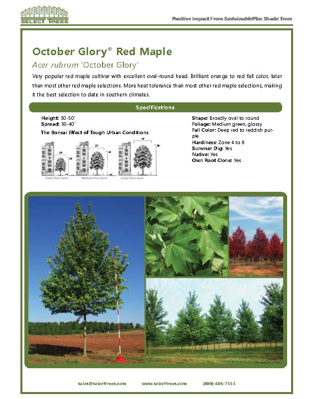 acer-rubrum-october-glory-red-maple-pni-0268