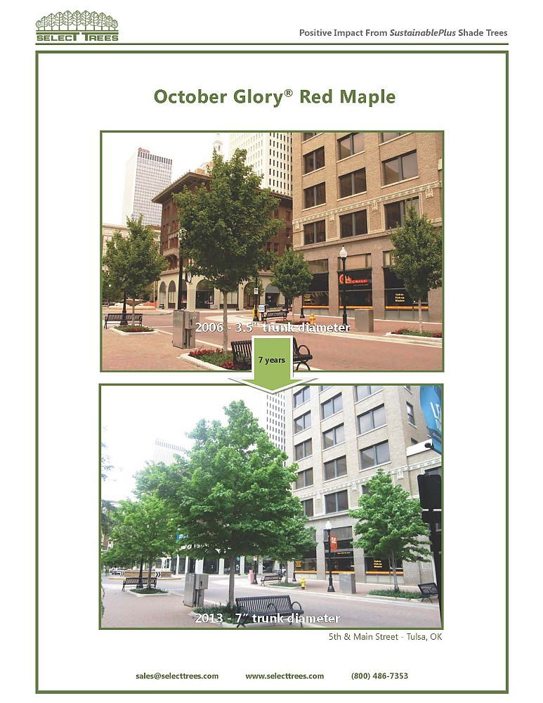 acer-rubrum-october-glory-red-maple-pni-0268