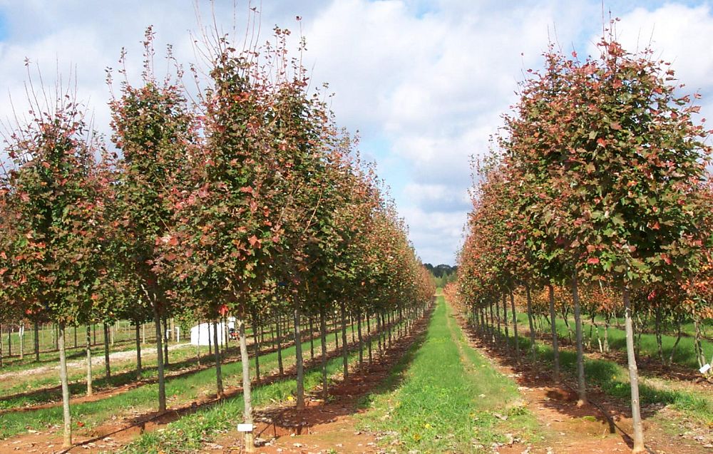 acer-rubrum-october-glory-red-maple-pni-0268