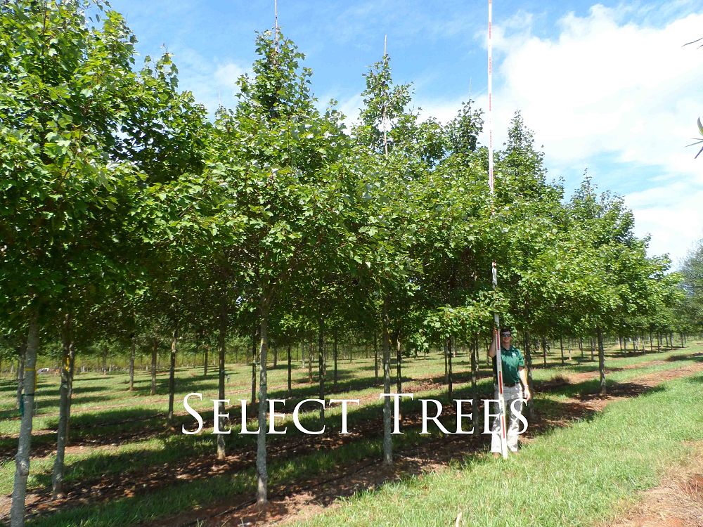 acer-rubrum-october-glory-red-maple-pni-0268