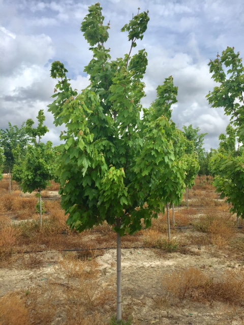 acer-rubrum-october-glory-red-maple-pni-0268