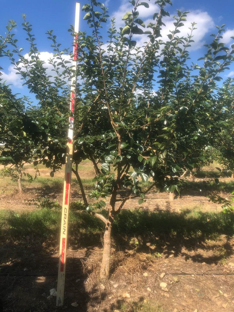 acer-rubrum-october-glory-red-maple-pni-0268