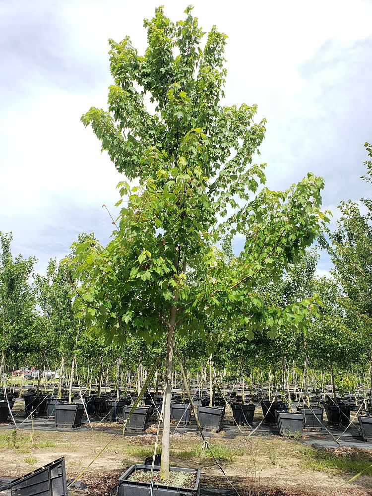 acer-rubrum-october-glory-red-maple-pni-0268