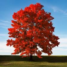 acer-rubrum-october-glory-red-maple-pni-0268
