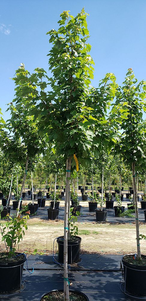 acer-rubrum-october-glory-red-maple-pni-0268