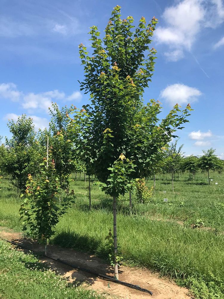 acer-rubrum-october-glory-red-maple-pni-0268