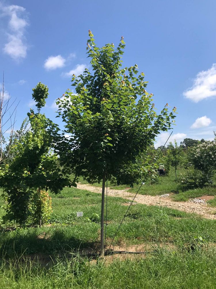 acer-rubrum-october-glory-red-maple-pni-0268