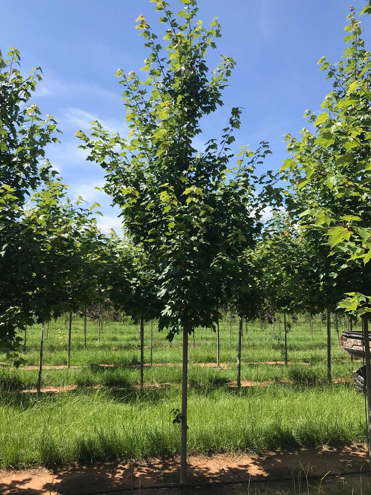 acer-rubrum-october-glory-red-maple-pni-0268