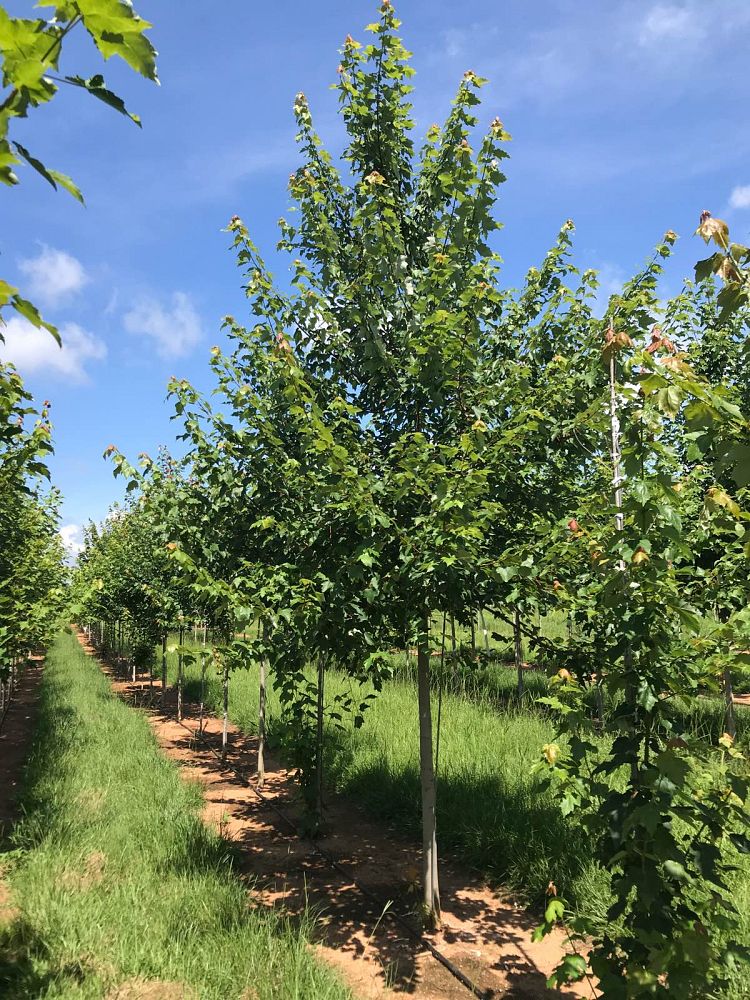 acer-rubrum-october-glory-red-maple-pni-0268