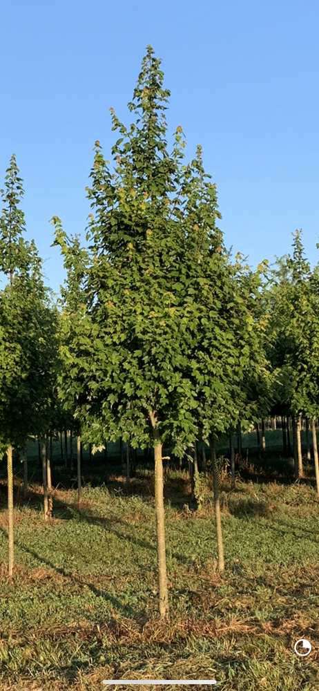 acer-rubrum-october-glory-red-maple-pni-0268