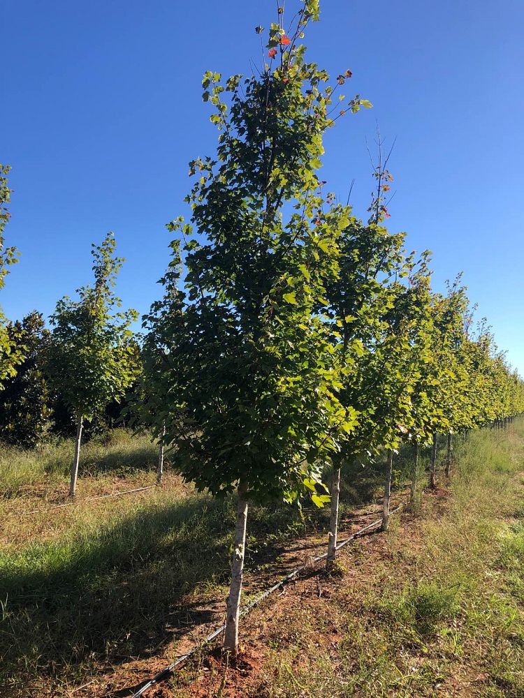 acer-rubrum-october-glory-red-maple-pni-0268