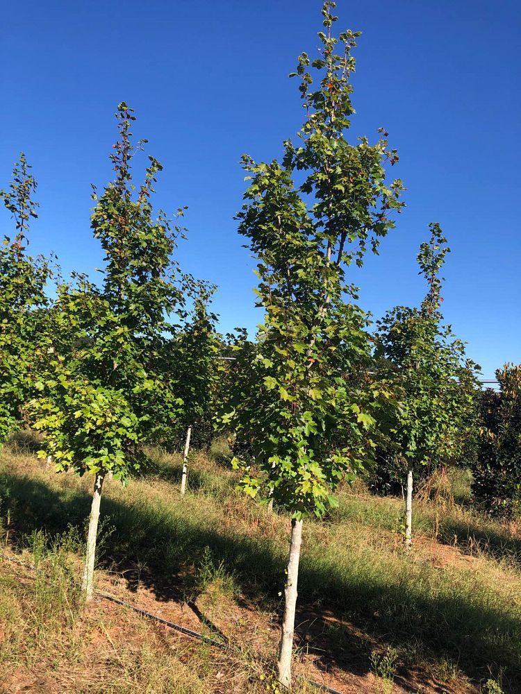 acer-rubrum-october-glory-red-maple-pni-0268
