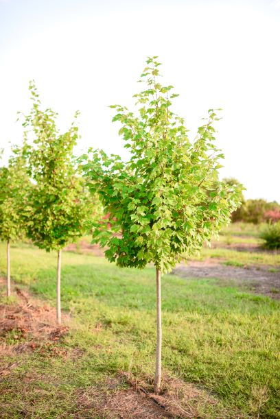 acer-rubrum-october-glory-red-maple-pni-0268