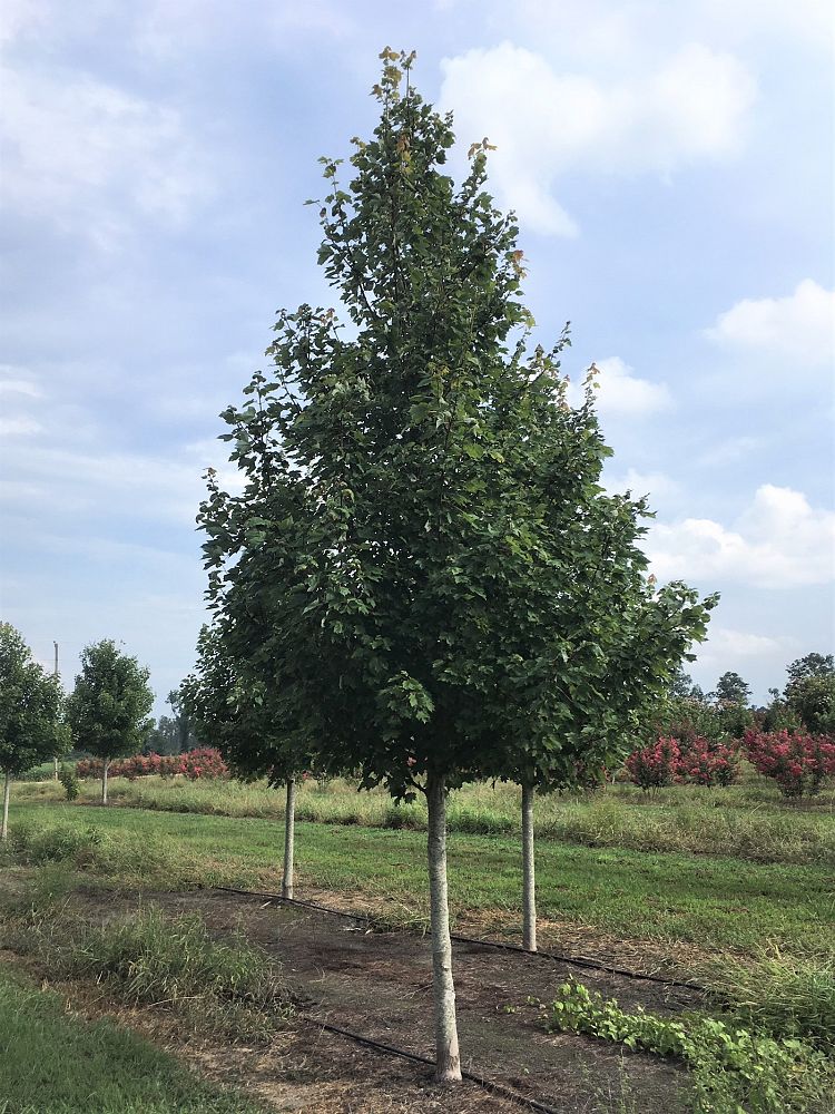 acer-rubrum-october-glory-red-maple-pni-0268