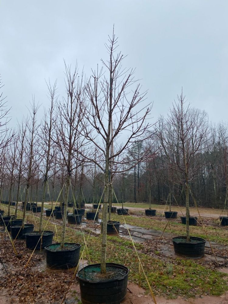 acer-rubrum-october-glory-red-maple-pni-0268