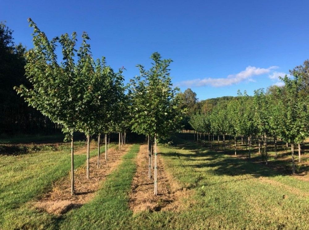 acer-rubrum-october-glory-red-maple-pni-0268