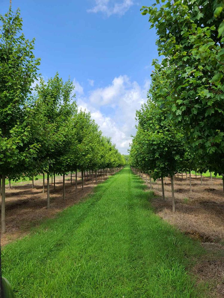 acer-rubrum-october-glory-red-maple-pni-0268