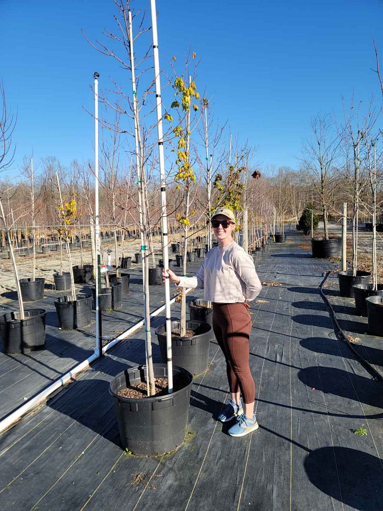 acer-rubrum-october-glory-red-maple-pni-0268