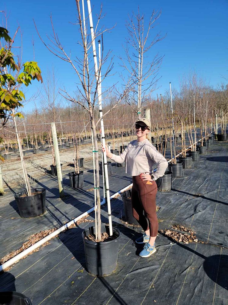 acer-rubrum-october-glory-red-maple-pni-0268