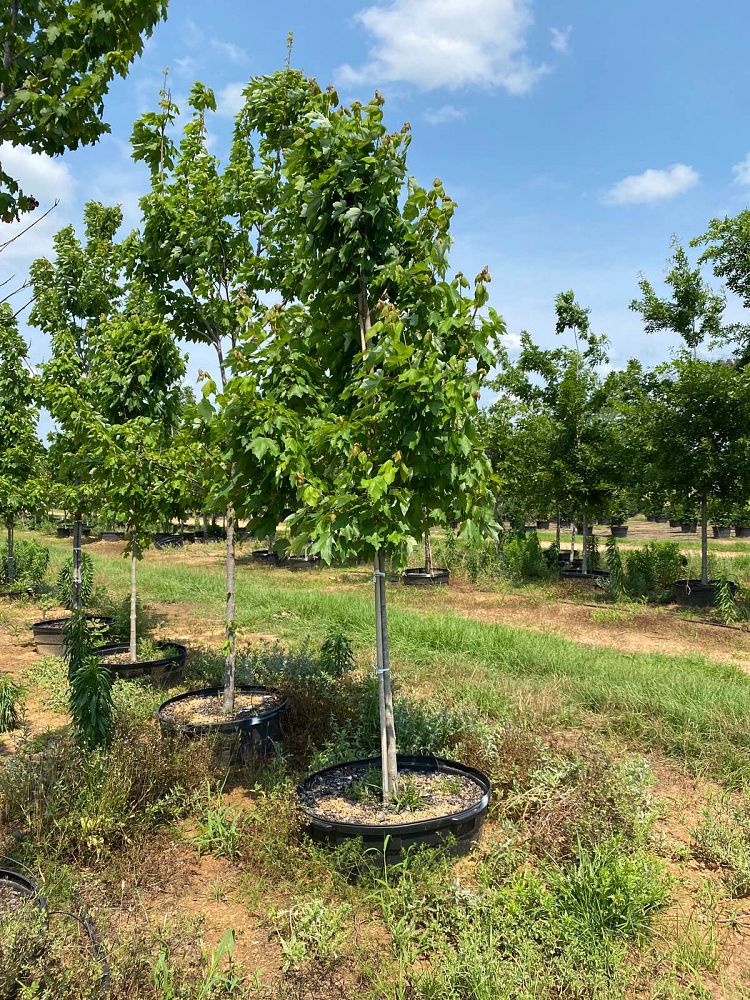 acer-rubrum-october-glory-red-maple-pni-0268
