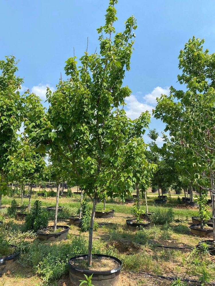 acer-rubrum-october-glory-red-maple-pni-0268