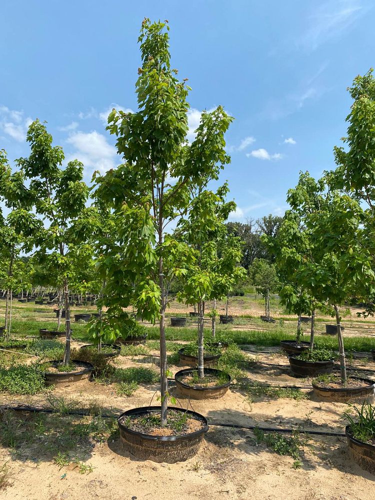 acer-rubrum-october-glory-red-maple-pni-0268