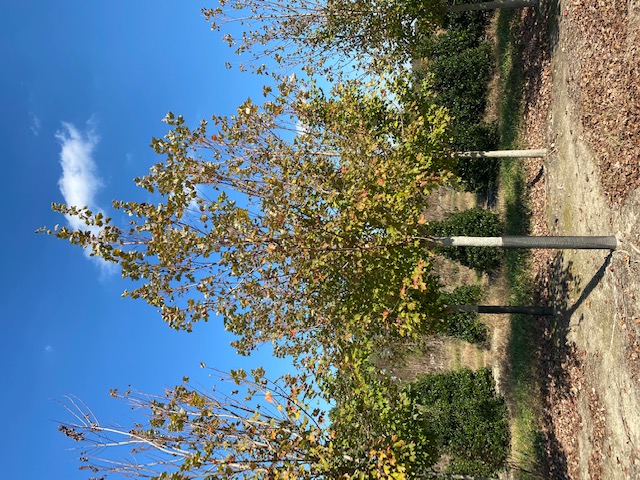 acer-rubrum-october-glory-red-maple-pni-0268
