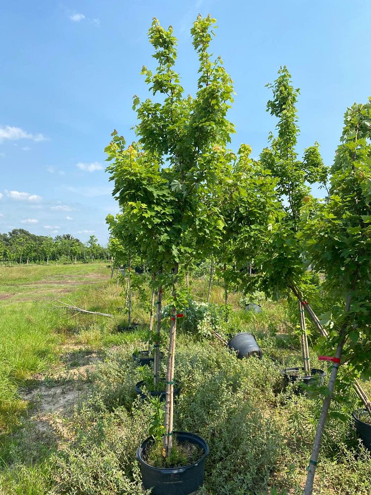 acer-rubrum-october-glory-red-maple-pni-0268