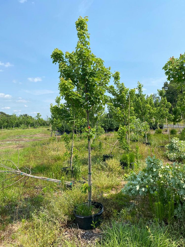 acer-rubrum-october-glory-red-maple-pni-0268