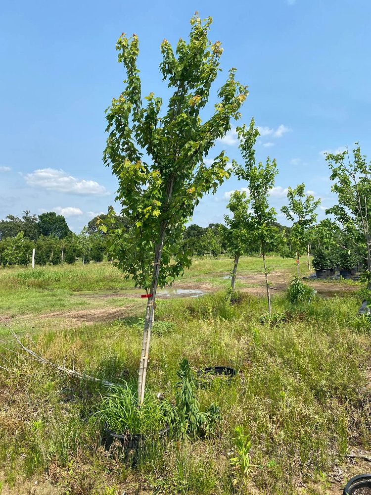 acer-rubrum-october-glory-red-maple-pni-0268