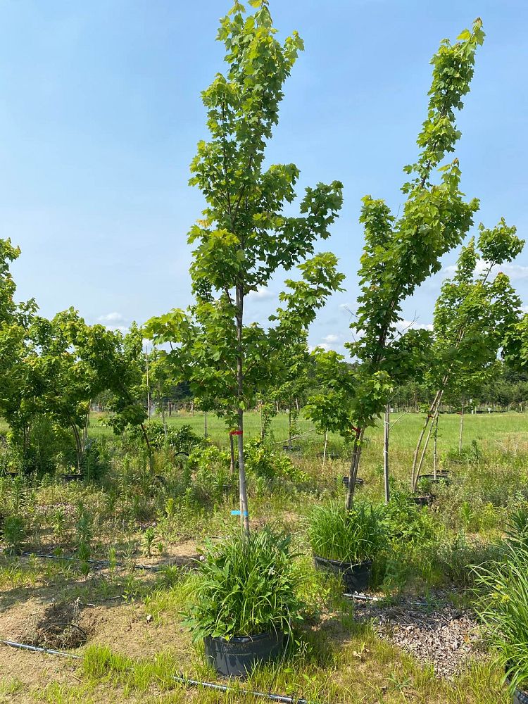 acer-rubrum-october-glory-red-maple-pni-0268