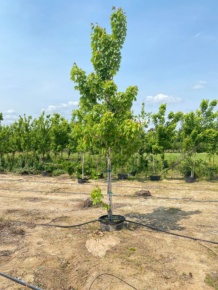 acer-rubrum-october-glory-red-maple-pni-0268