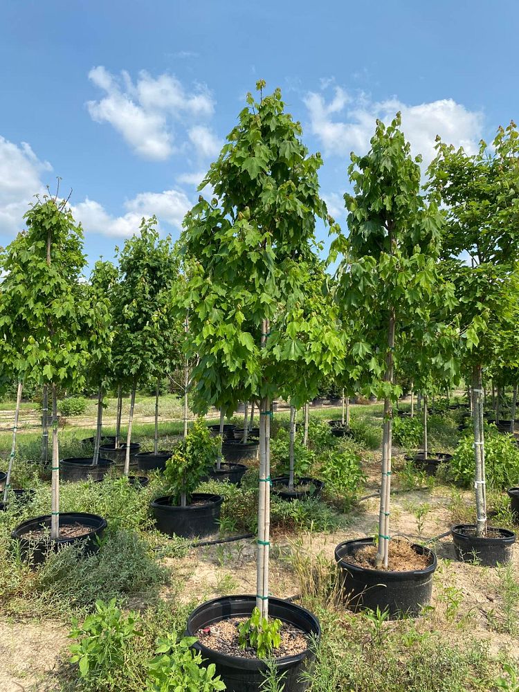 acer-rubrum-october-glory-red-maple-pni-0268