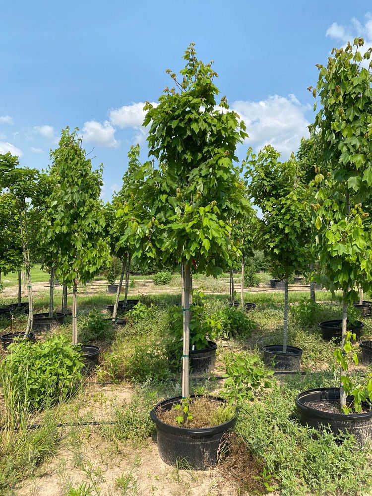 acer-rubrum-october-glory-red-maple-pni-0268