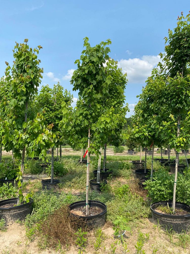 acer-rubrum-october-glory-red-maple-pni-0268
