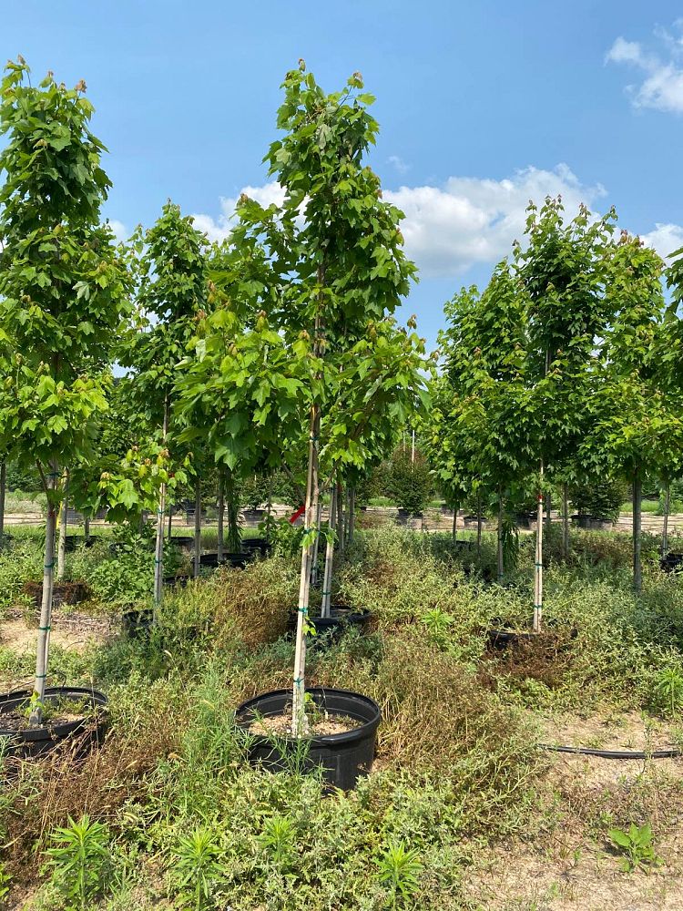 acer-rubrum-october-glory-red-maple-pni-0268